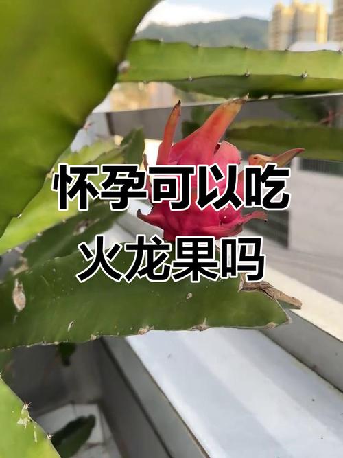 怀孕期间吃火龙果好吗-第3张图片-郑州医学网