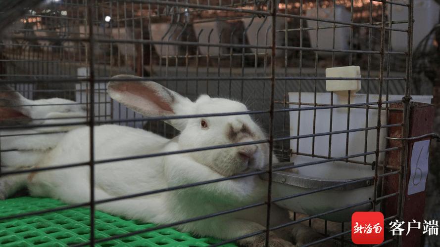 怀孕期间可以养兔子吗-第1张图片-郑州医学网