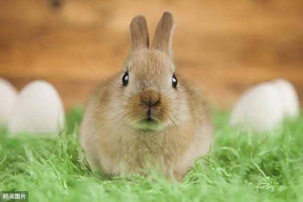 怀孕期间可以养兔子吗-第2张图片-郑州医学网