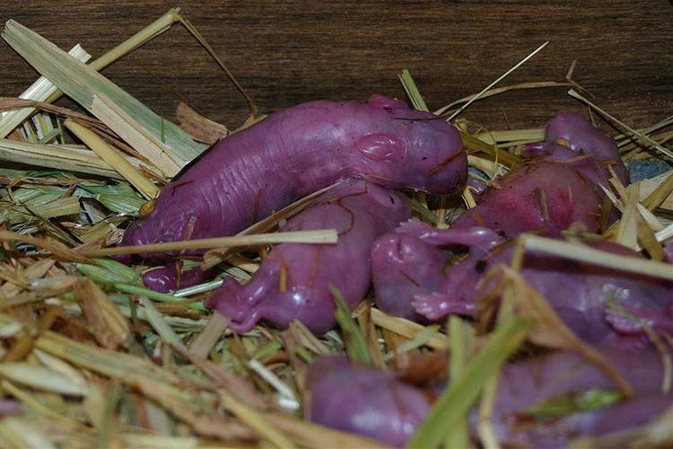 怀孕期间可以养兔子吗-第3张图片-郑州医学网