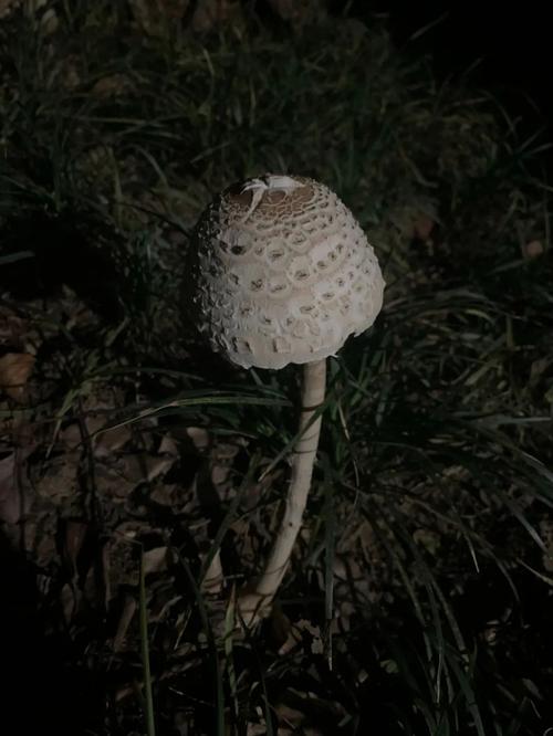 孕期阴唇内出现黑色疙瘩是何原因?需要担心吗?-第2张图片-郑州医学网 孕期阴唇内出现黑色疙瘩是何原因?需要担心吗?-第2张图片-郑州医学网