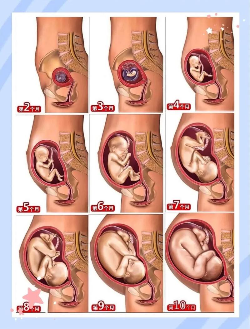 怀男孩的孕期体重增长规律与怀女孩有何不同?科学依据是什么?-第2张图片-郑州医学网 怀男孩的孕期体重增长规律与怀女孩有何不同?科学依据是什么?-第2张图片-郑州医学网