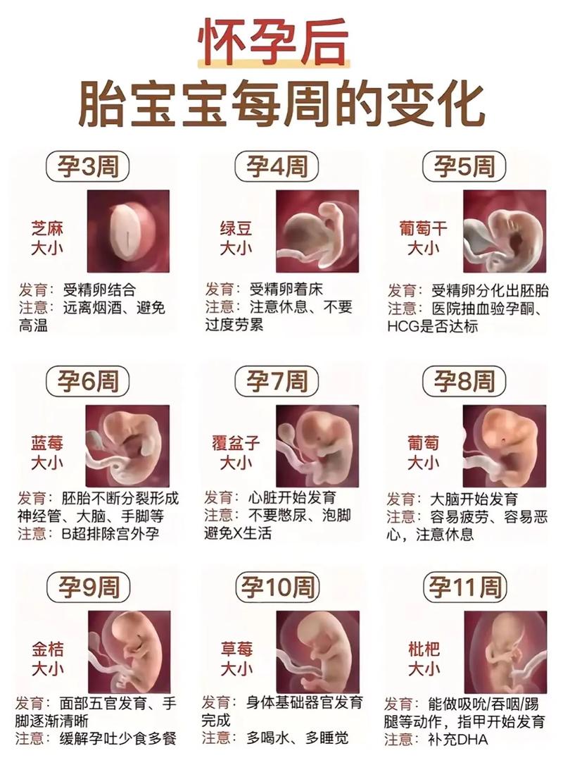 孕期16周肚子到底有多大？变化明显吗？需要特别注意什么？-第1张图片-郑州医学网