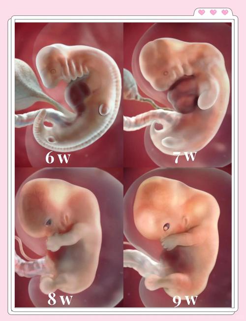 孕期十六周胎儿发育图里，胎宝宝长多大啦？器官发育到哪步了？妈妈要注意什么？-第1张图片-郑州医学网