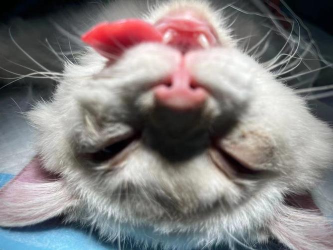 北京儿童医院隐睾手术风险大吗？术后恢复要注意什么？-第2张图片-郑州医学网