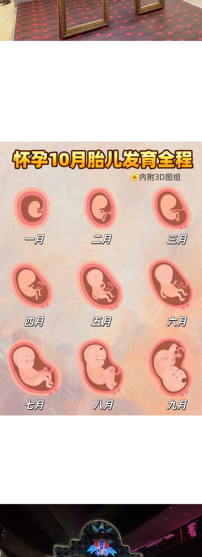 孕期胎儿发育图片大全，真实发育阶段图片如何帮助准父母科学理解胎儿成长？-第1张图片-郑州医学网