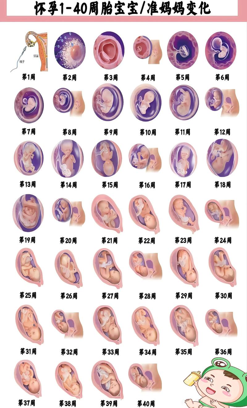 孕期胎儿发育图片大全，真实发育阶段图片如何帮助准父母科学理解胎儿成长？-第2张图片-郑州医学网