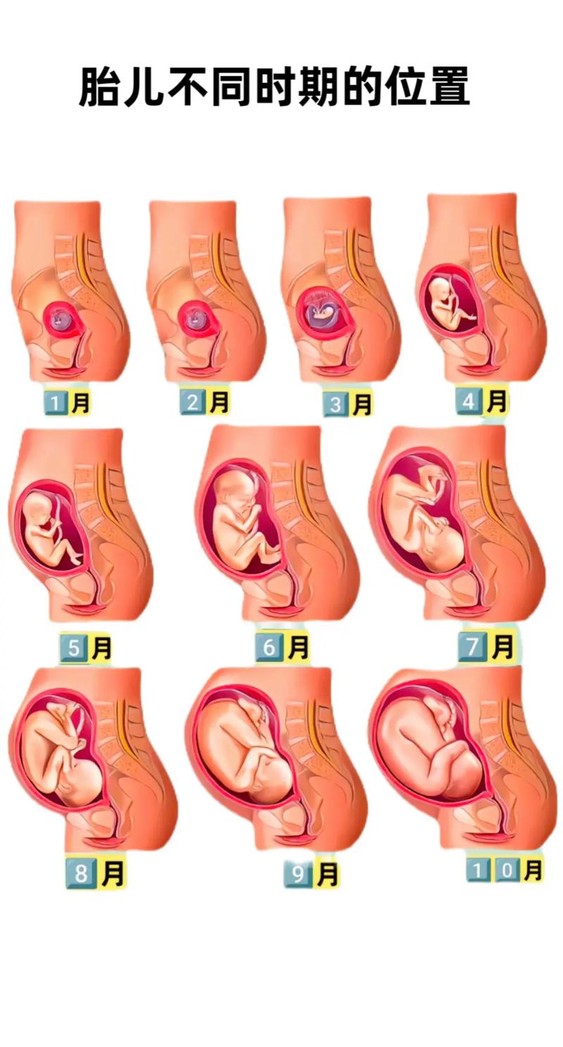 孕期胎动在右边频繁就一定是女孩吗？科学依据是什么？-第3张图片-郑州医学网