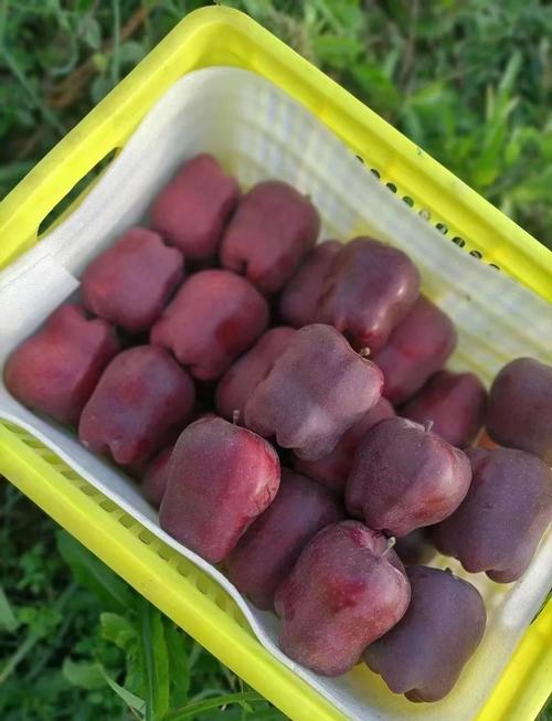 孕期吃苹果的最佳时间是什么时候？早中晚哪个时段吃更营养吸收？-第2张图片-郑州医学网