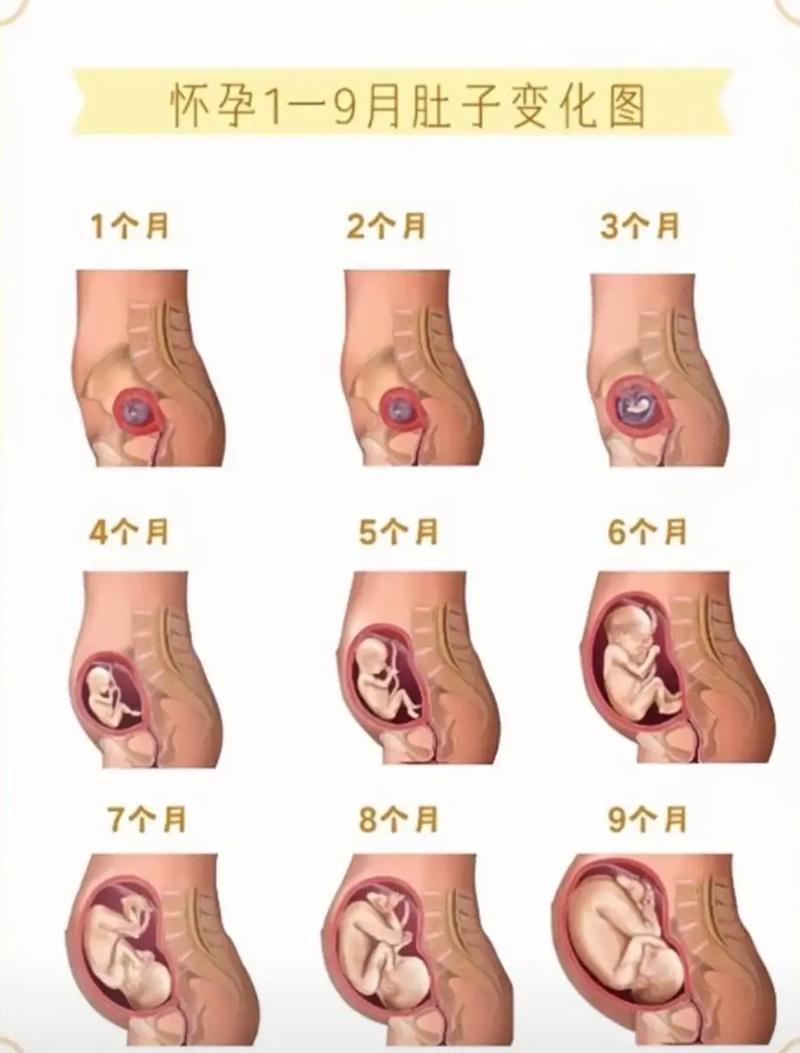 孕期肚子右边比左边硬-第3张图片-郑州医学网