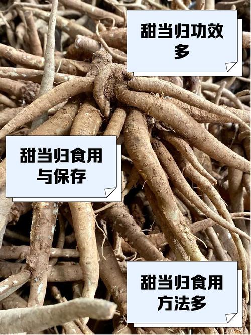 怀孕期间当归到底能不能吃？孕期用药安全与当归功效的争议解析-第3张图片-郑州医学网
