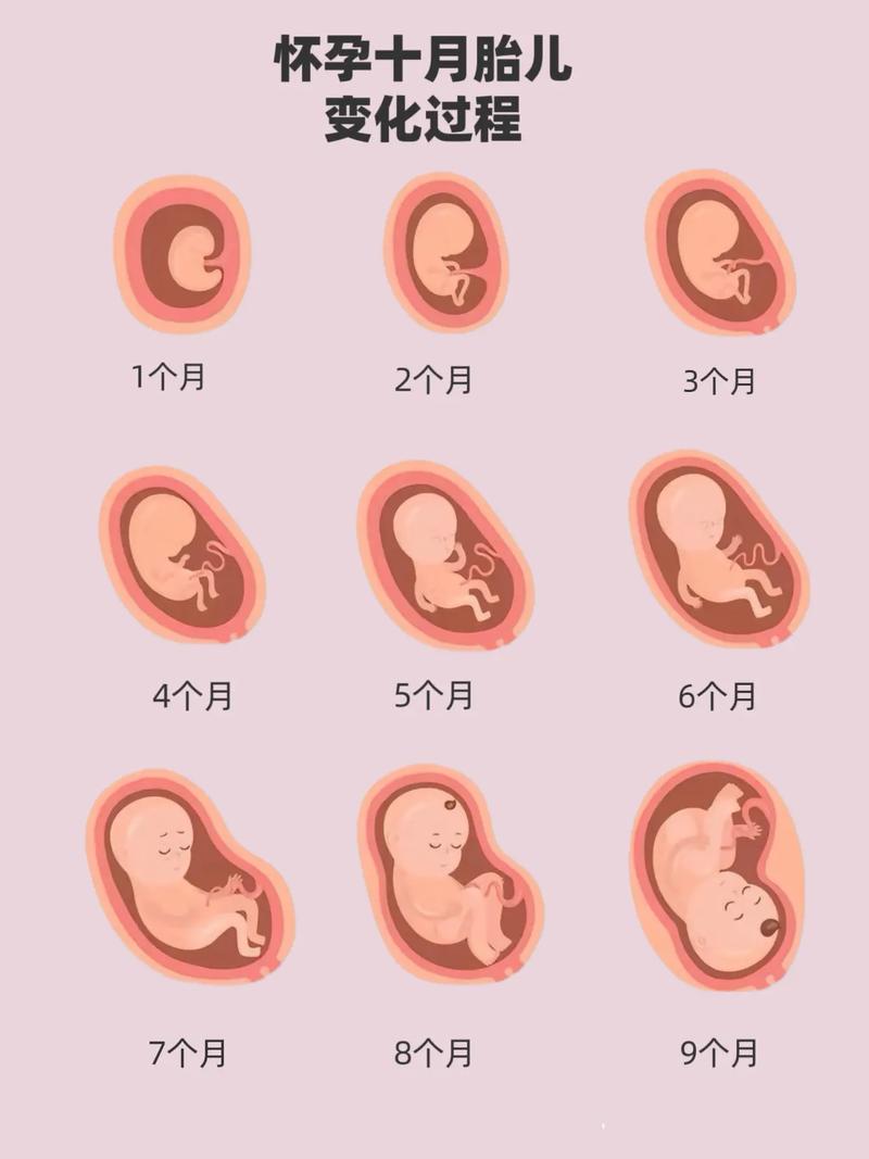 孕期胎儿发育过程图，不同阶段胎儿有哪些关键变化？-第2张图片-郑州医学网