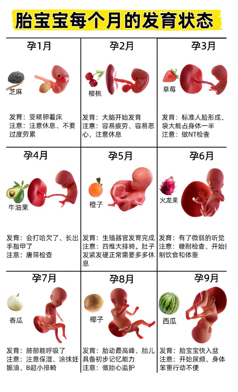 孕期胎儿发育过程图，不同阶段胎儿有哪些关键变化？-第3张图片-郑州医学网