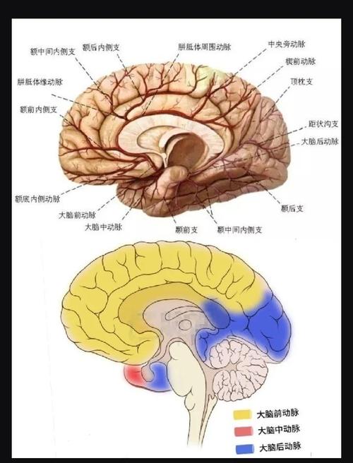新生儿大脑前动脉阻力异常会引发哪些神经系统发育问题？-第1张图片-郑州医学网