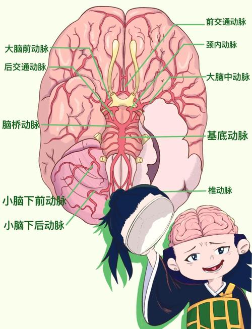 新生儿大脑前动脉阻力异常会引发哪些神经系统发育问题？-第2张图片-郑州医学网