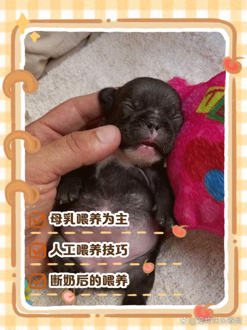 新生儿能和小狗接触吗?需注意哪些健康风险与科学养护方法?-第1张图片-郑州医学网 新生儿能和小狗接触吗?需注意哪些健康风险与科学养护方法?-第1张图片-郑州医学网