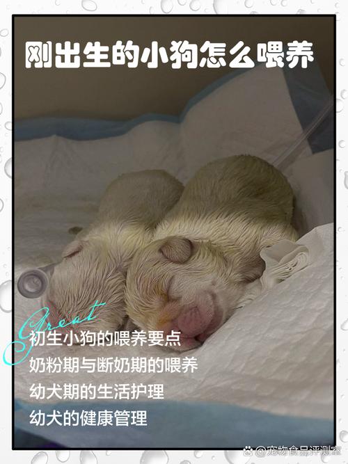 新生儿能和小狗接触吗？需注意哪些健康风险与科学养护方法？-第2张图片-郑州医学网