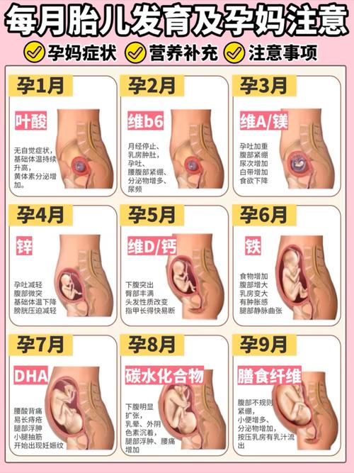 孕期宝宝的发育过程图，不同阶段胎儿到底有哪些关键变化？-第1张图片-郑州医学网