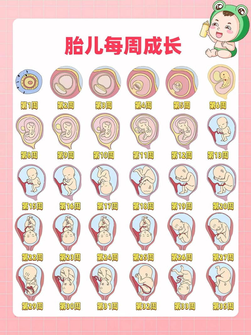 孕期宝宝的发育过程图，不同阶段胎儿到底有哪些关键变化？-第2张图片-郑州医学网