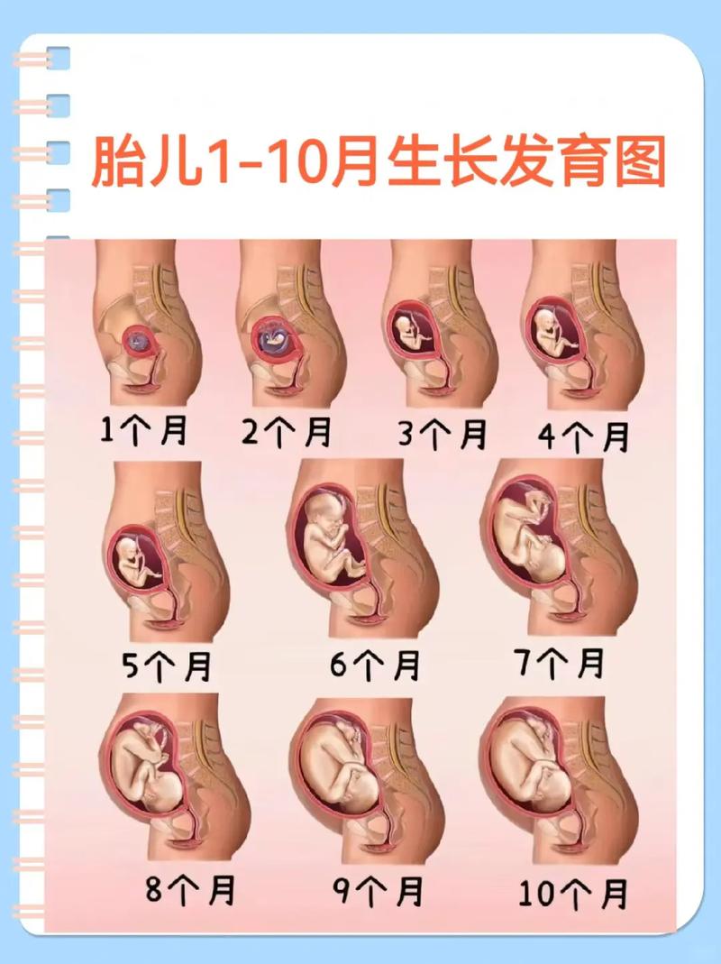 孕期宝宝的发育过程图，不同阶段胎儿到底有哪些关键变化？-第3张图片-郑州医学网
