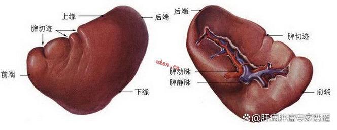 儿童脾大背后隐藏哪些健康隐患？不同病因对生长发育有何影响？-第1张图片-郑州医学网
