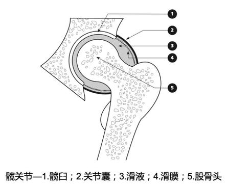 儿童髋关节滑膜炎有哪些典型症状?家长如何早期识别与应对?-第1张图片-郑州医学网 儿童髋关节滑膜炎有哪些典型症状?家长如何早期识别与应对?-第1张图片-郑州医学网