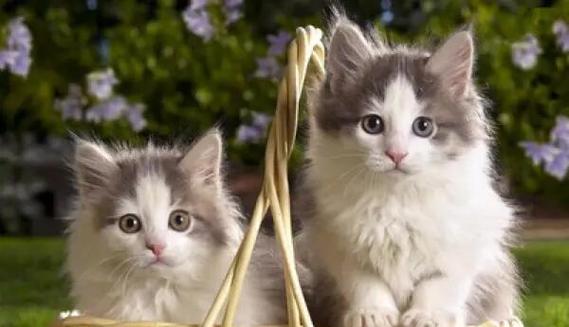 怀孕期间猫咪真的必须送走吗？养猫与孕期健康如何平衡？-第2张图片-郑州医学网