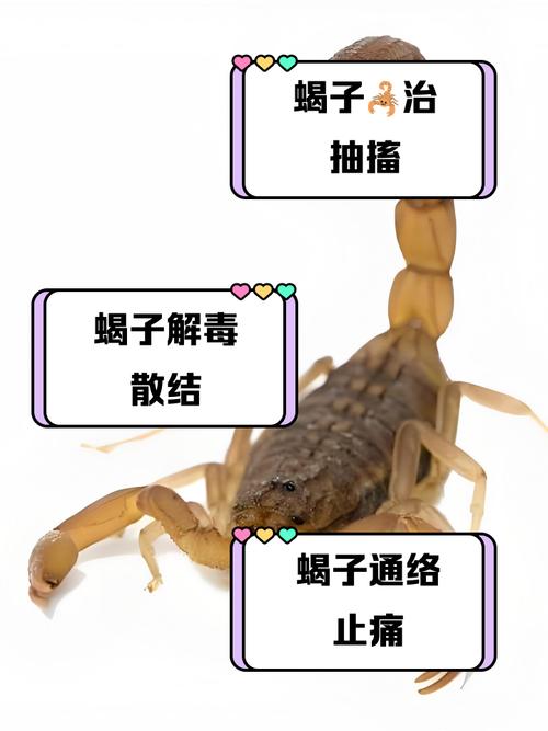 儿童吃蝎子有什么好处-第1张图片-郑州医学网