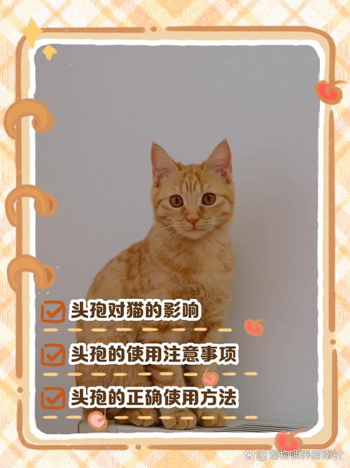 猫怀孕期间生病了，到底能不能吃药？对胎儿会有影响吗？-第1张图片-郑州医学网