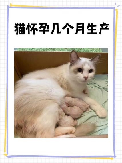 猫怀孕期间生病了，到底能不能吃药？对胎儿会有影响吗？-第2张图片-郑州医学网