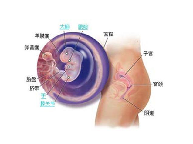 孕期B超检查到底应该多久做一次？不同阶段检查频率有何科学依据？-第2张图片-郑州医学网