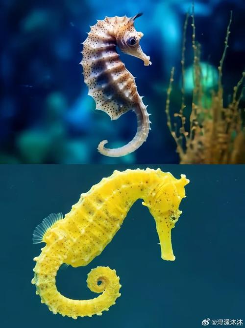 海马怀孕期间到底能不能吃？孕期食用海马会有哪些影响？-第2张图片-郑州医学网