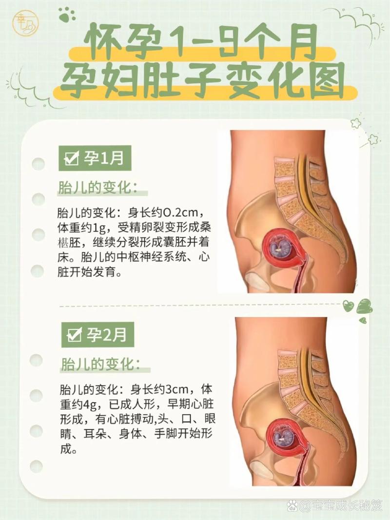 孕期几个月肚子会变大？不同孕周腹部增长有何规律？-第2张图片-郑州医学网
