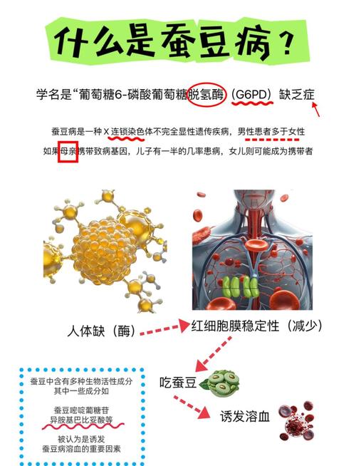 新生儿蚕蚕豆病究竟是如何发生的？其背后的发病机制是什么？-第1张图片-郑州医学网