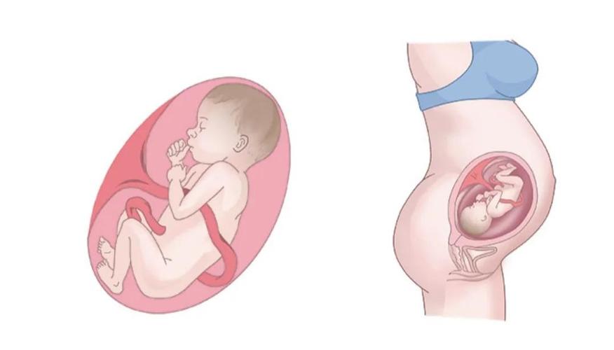 孕期28周宝宝有多大?胎儿发育标准与实际大小差异大吗?-第2张图片-郑州医学网 孕期28周宝宝有多大?胎儿发育标准与实际大小差异大吗?-第2张图片-郑州医学网