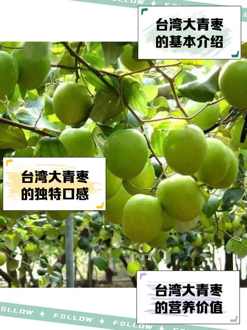 怀孕期间吃青枣真的安全吗？会对胎儿或孕妇身体有什么影响吗？-第3张图片-郑州医学网