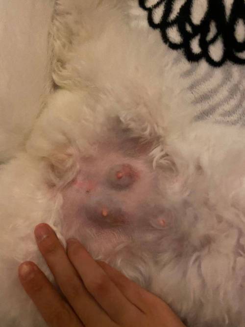 怀孕期间乳房出现分泌物，是正常生理反应还是异常信号？-第1张图片-郑州医学网