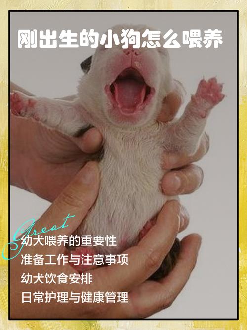 新生儿家庭养狗需要注意哪些问题才能兼顾宝宝健康与宠物和谐？-第1张图片-郑州医学网