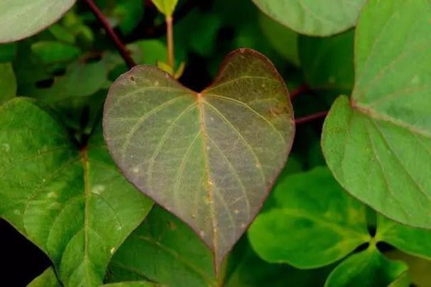 怀孕期间出现绿色分泌物是正常的吗？会对胎儿有影响吗？-第1张图片-郑州医学网