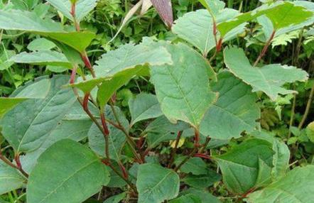 怀孕期间分泌物呈绿色，是感染了吗？对胎儿有影响吗？需要马上就医吗？-第3张图片-郑州医学网