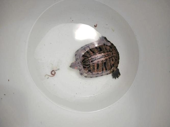 怀孕期间梦见乌龟，是胎儿的健康暗示还是有其他特殊寓意？-第3张图片-郑州医学网