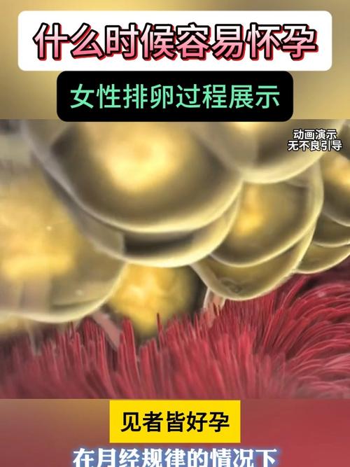 怀孕期间女性身体会排卵吗？孕期排卵会影响胎儿健康吗？-第3张图片-郑州医学网