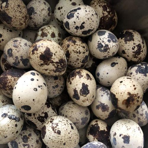 孕期梦到鹌鹑蛋真能预测胎儿性别吗?科学依据是什么?-第2张图片-郑州医学网 孕期梦到鹌鹑蛋真能预测胎儿性别吗?科学依据是什么?-第2张图片-郑州医学网