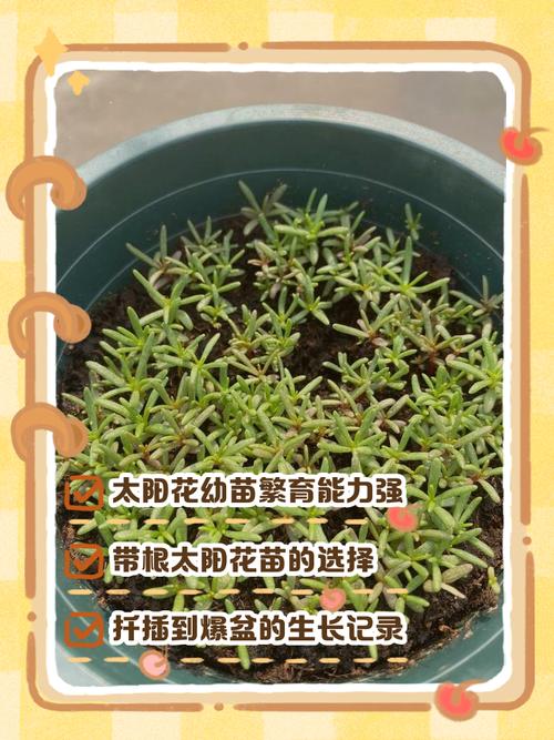 新生儿点花后多久能显现具体效果？影响点花结果的因素有哪些？-第1张图片-郑州医学网