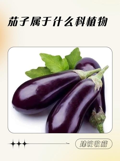 早孕期间吃茄子会影响胎儿健康吗？孕期饮食该注意什么？-第3张图片-郑州医学网