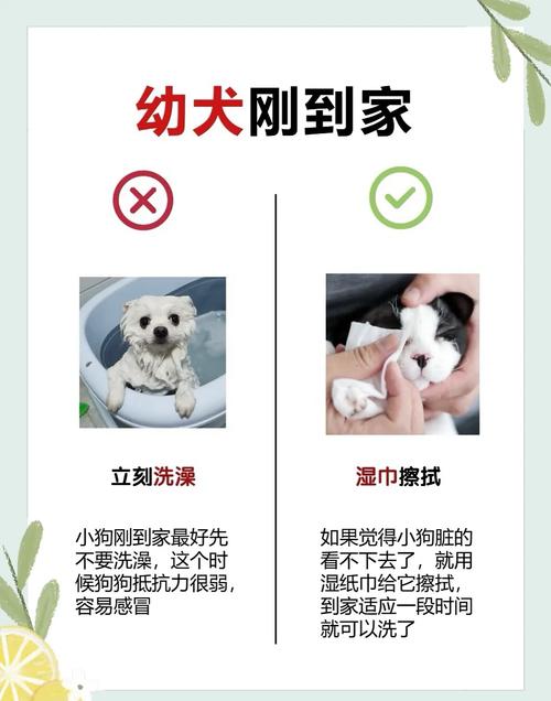 新生儿家里到底能不能养宠物？需要注意哪些问题？-第3张图片-郑州医学网