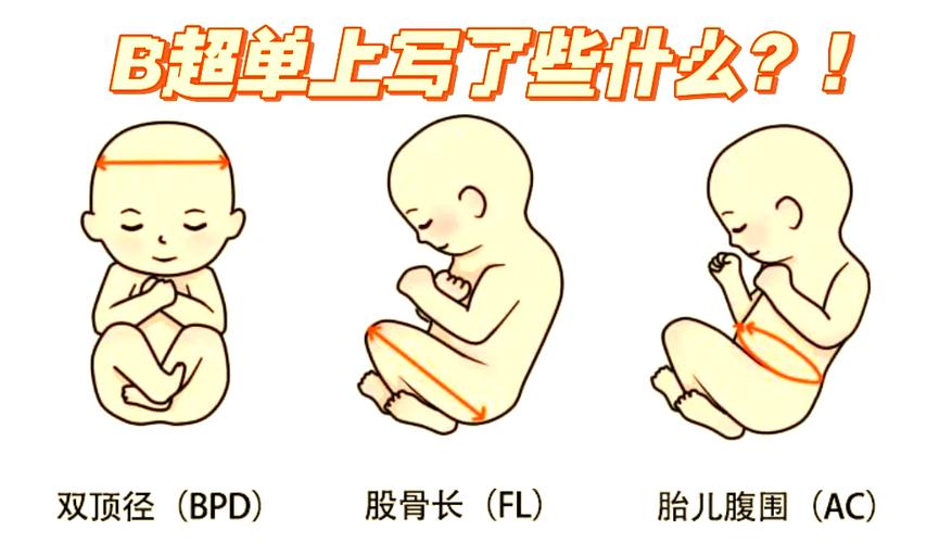孕期股骨长偏短怎么办-第2张图片-郑州医学网