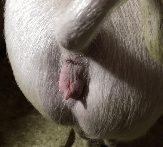 孕期下面流白色分泌物是正常现象还是异常信号？需要警惕哪些问题？-第2张图片-郑州医学网