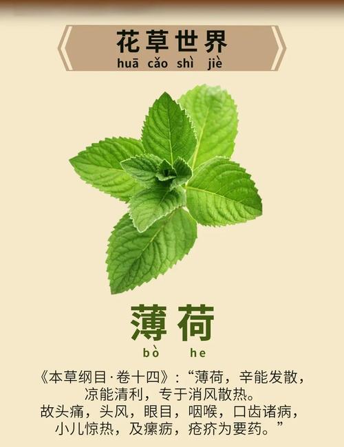 新生儿使用薄荷会有哪些潜在影响？家长需注意哪些事项？-第2张图片-郑州医学网