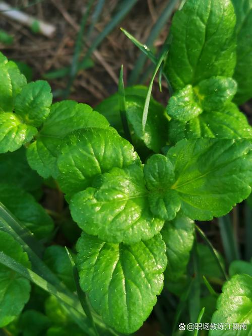 新生儿使用薄荷会有哪些潜在影响？家长需注意哪些事项？-第3张图片-郑州医学网